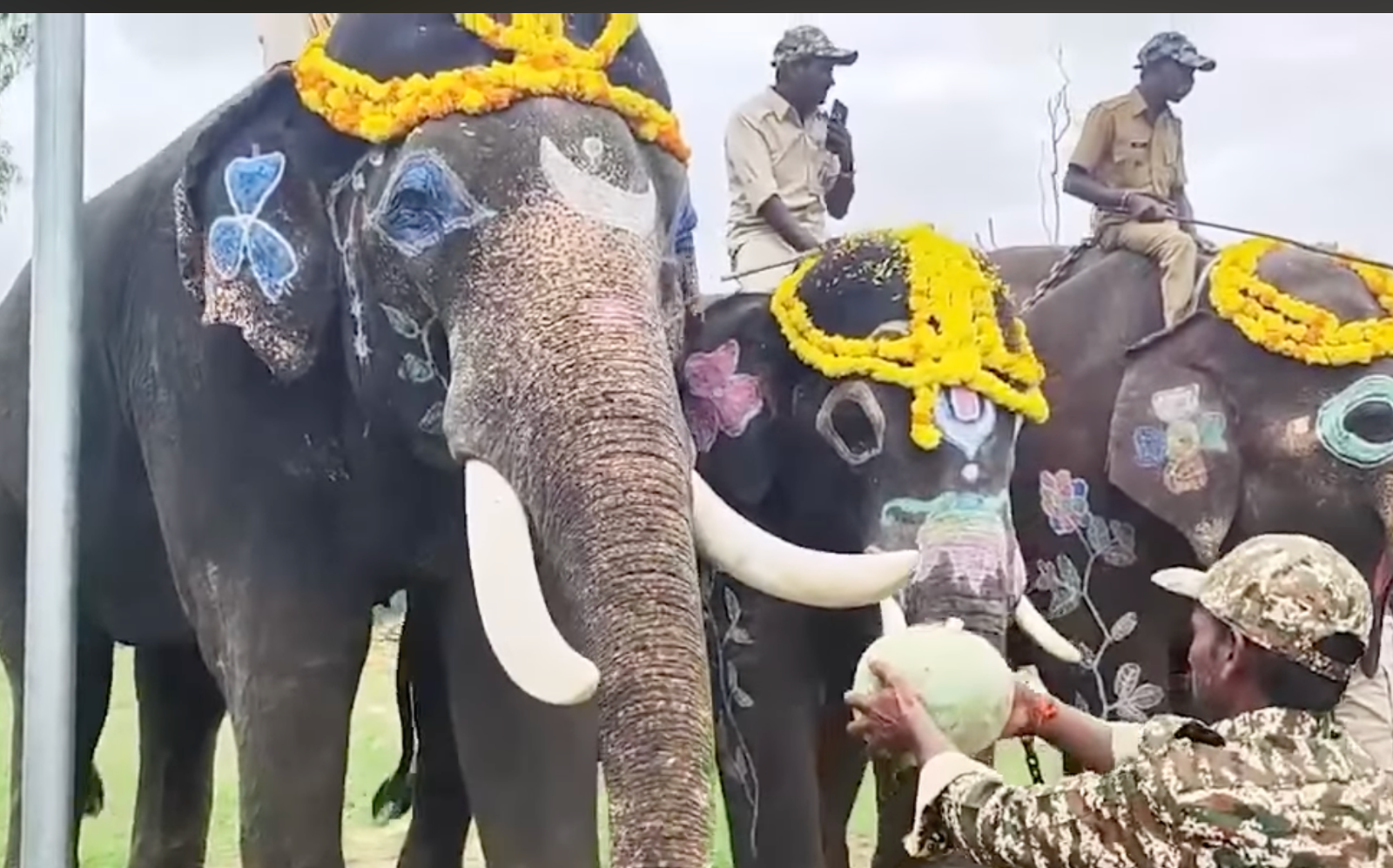 Kumki Elephants Conservation