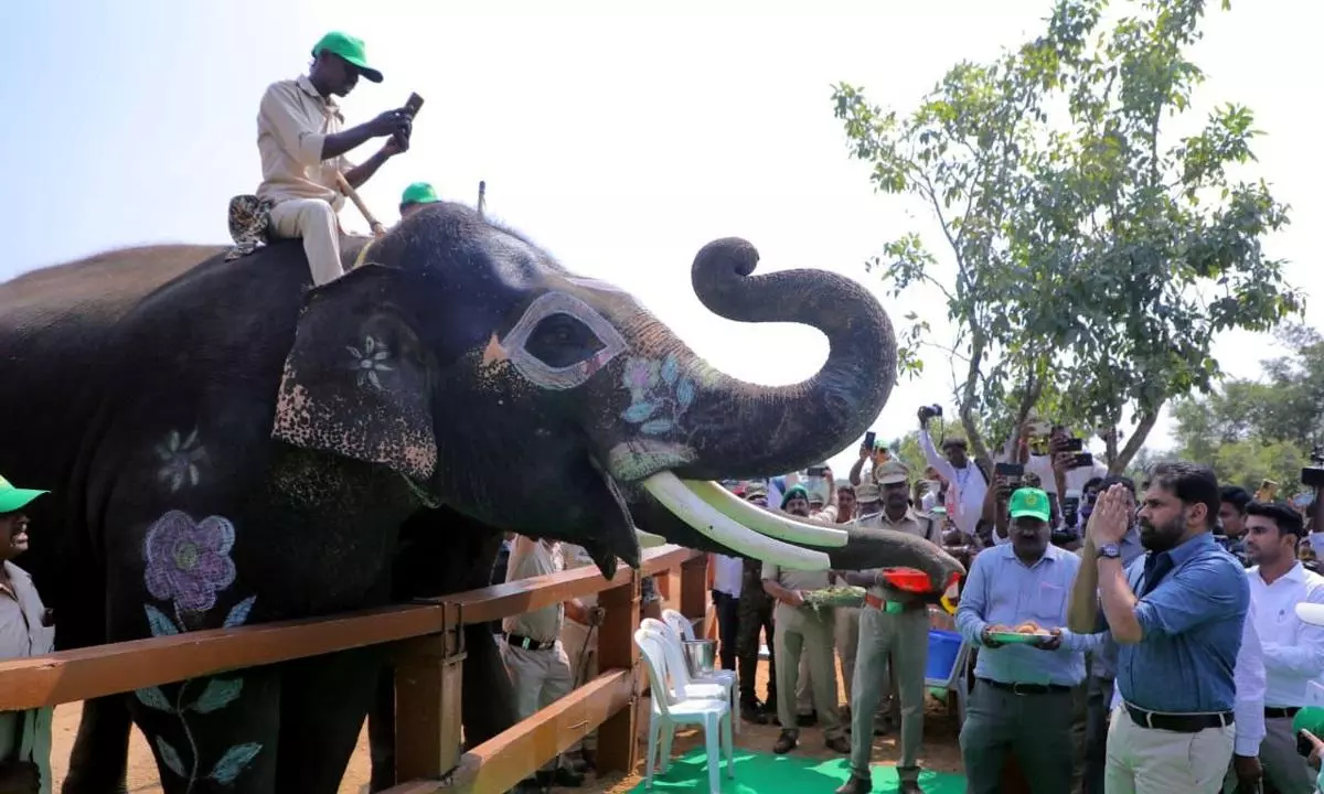 Operation Aranya forest reclamation and Kumki elephant deployment
