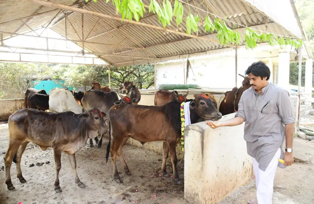 Mini Gokulam scientific cattle shelter built under Palle Panduga