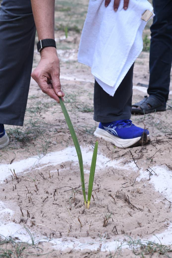 A newly planted palmyra sapling taking root in the sand within a protective basin at the Suryalanka Great Green Wall site
