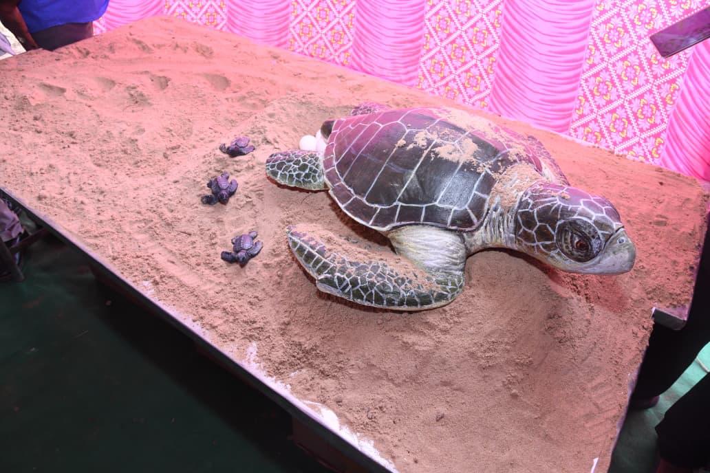 Life-size Olive Ridley sea turtle nesting display with eggs and hatchlings at the Bapatla conservation camp