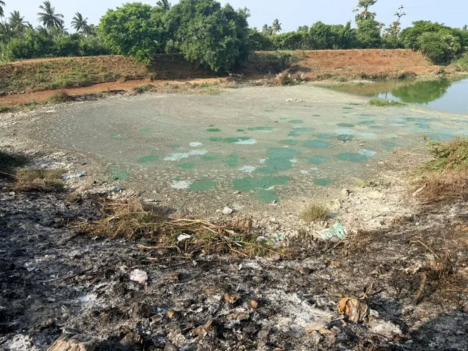 Polluted pond at Talavalsa affected by drainage water